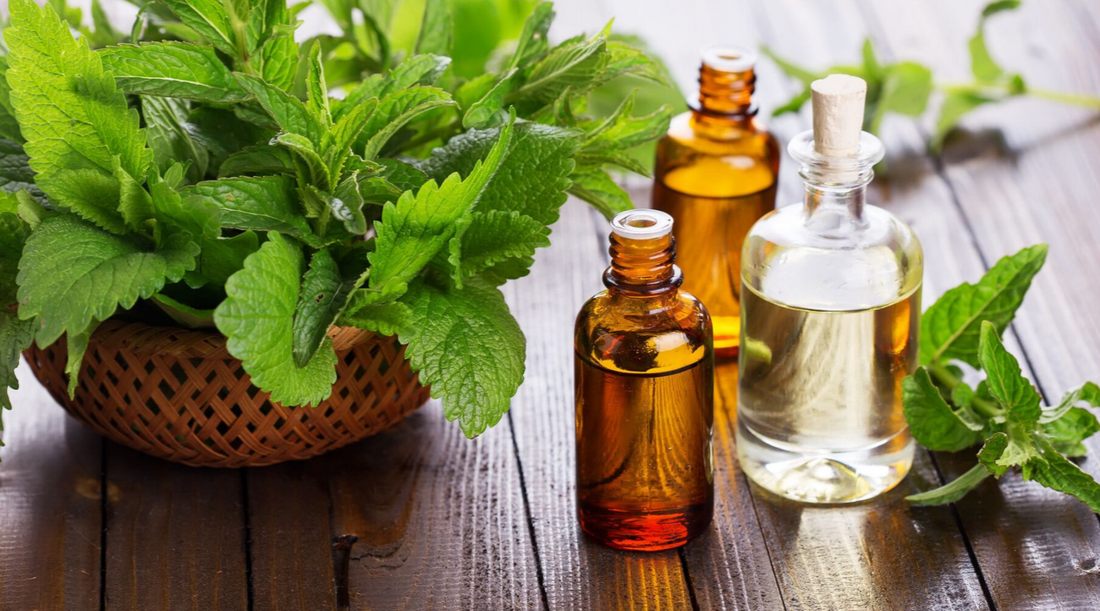 The Power of Basil Oil in Hair Care